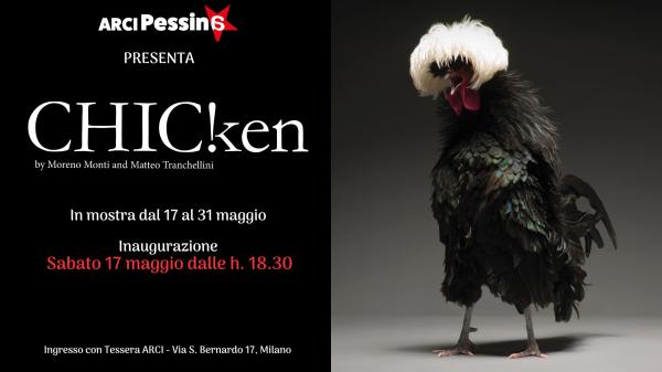 Chicken! le galline più glamour del mondo - mostra fotografica