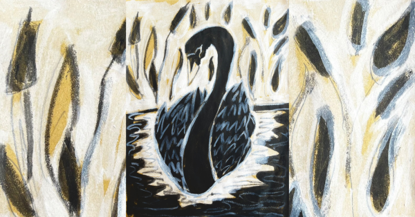 SESSIONE DI DISEGNO DAL VERO A TEMA - CIGNO NERO 🦢