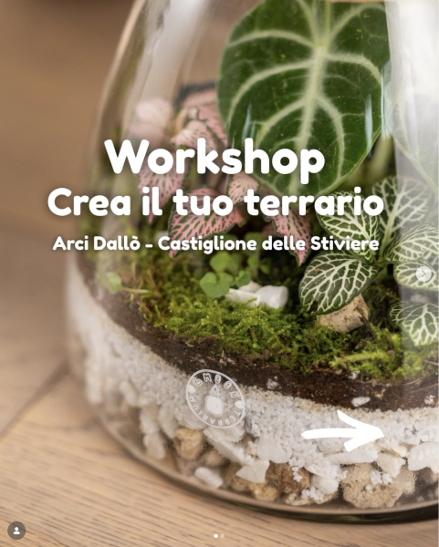 Workshop di Terrari