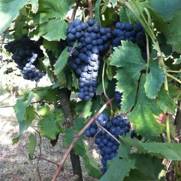 Presentazione e degustazione dei vini della Cantina Robertiello (Vignanello - VT)